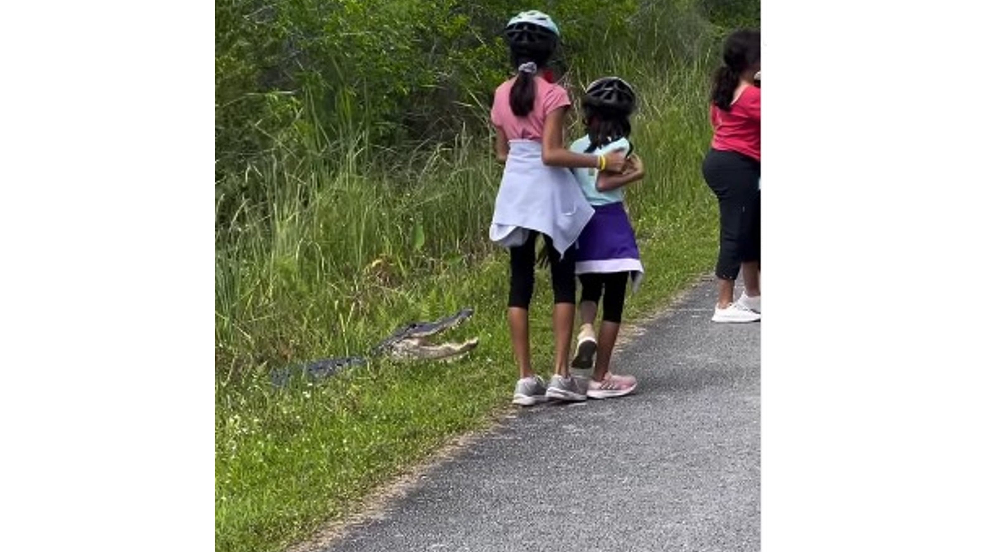 <div class="paragraphs"><p>A screengrab from the video where parents encourage their young children to pose with an alligator.</p></div>